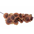 117108 FIR ORHIDEE MARO