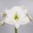 AMARYLLIS ALB 100 CM