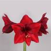 AMARYLLIS ROSU 80 CM