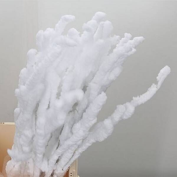 BETULA CU ZAPADA 60 CM