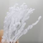 BETULA CU ZAPADA 60 CM