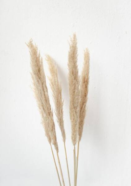 CORTADERIA NATURAL 100 CM