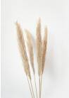 CORTADERIA NATURAL 100 CM