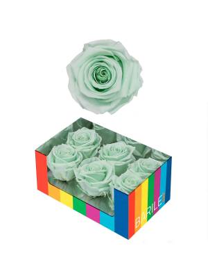 TRANDAFIR MAGIC GREEN