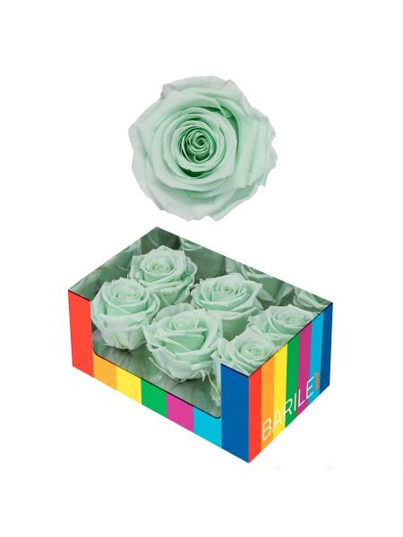 TRANDAFIR MAGIC GREEN