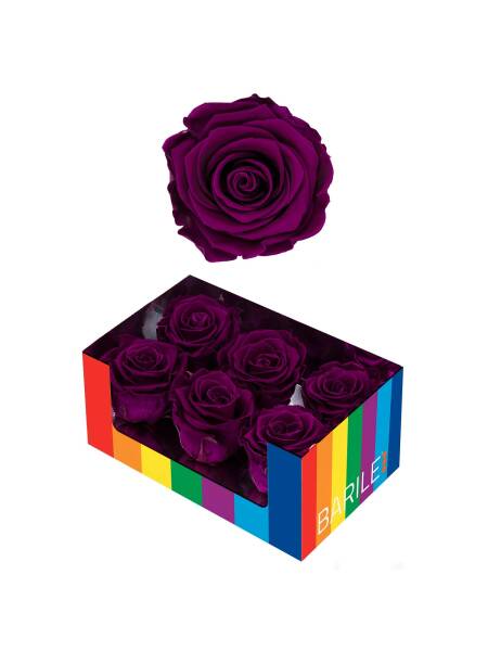 TRANDAFIR PASSION VELVET