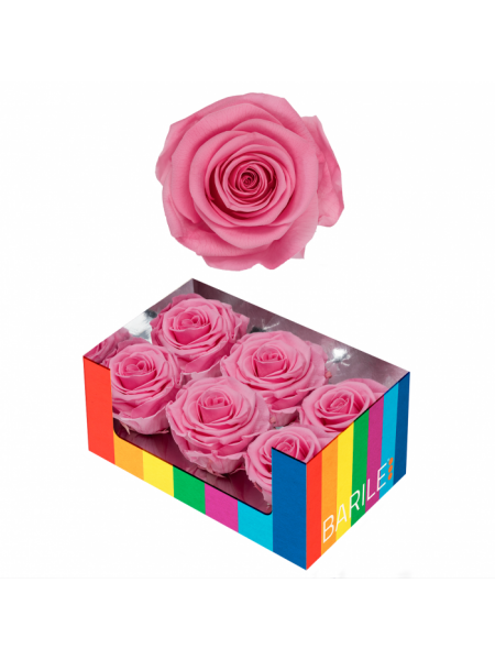 TRANDAFIR TAFFY PINK