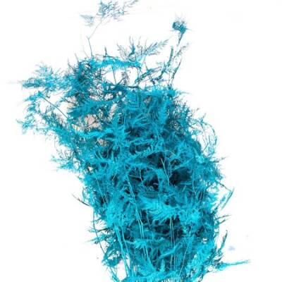 PLUMOSA VOPSIT TURCOAZ FIR 65 CM