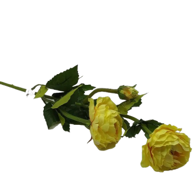 LTJ106447 RANUNCULUS CR