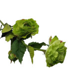 LTJ106447 RANUNCULUS CR