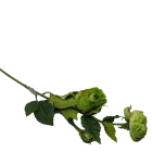 LTJ106447 RANUNCULUS CR