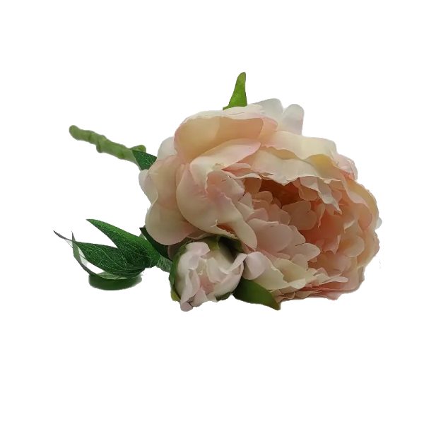 DHE116774 FIR PAEONIA MS