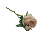 DHE116774 FIR PAEONIA MS