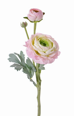 DHE116798 FIR RANUNCULUS MS