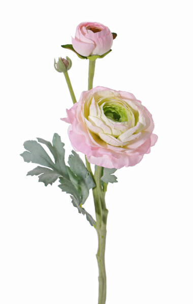DHE116798 FIR RANUNCULUS MS