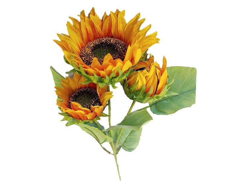 GF189297 HELIANTHUS FIR