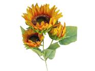GF189297 HELIANTHUS FIR