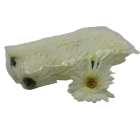 198756 SET 24 CAP GERBERA